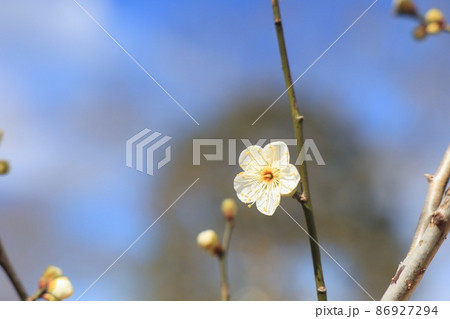 梅の花 茨城県水戸市の写真素材 梅の花 茨城県水戸市の写真素材