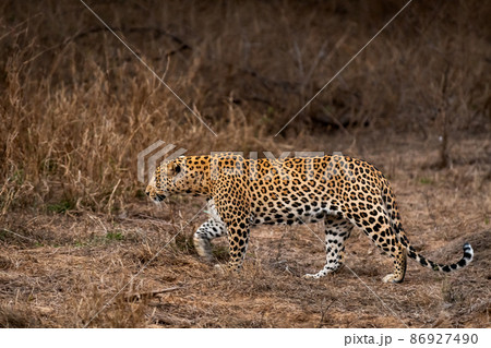 indian wild male leopard or panther side profile in rush during outdoor wildlife jungle safari at forest of central india - panthera pardus fusca 86927490