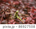 The praying mantis looking in the camera 86927508
