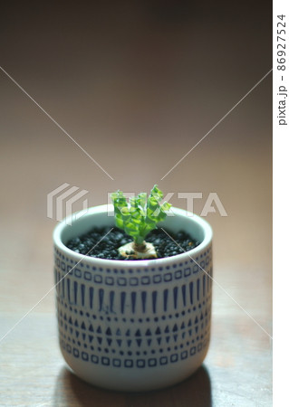 アルブカ・コンコルディアナの資料写真 86927524