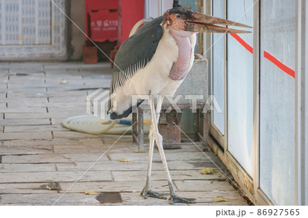 アフリカハゲコウ 86927565