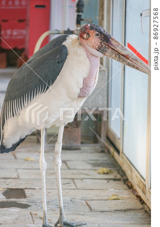 アフリカハゲコウ 86927568