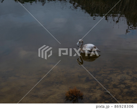 solitary flamingo, profile, remains standing in the shallow water solitary flamingo, profile, remains standing in the shallow water 86928306