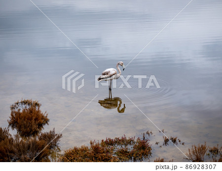 solitary flamingo, profile, remains standing in the shallow water 86928307