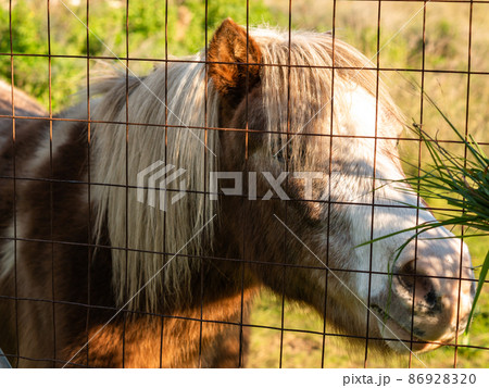 close up portrait pony horse while being fed 86928320