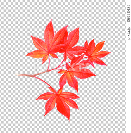 かえでの手描きイラストです かえでの手描きイラストです 86928483