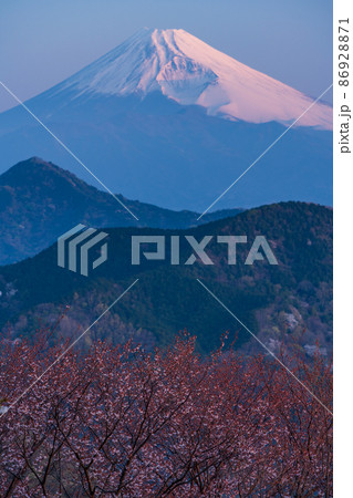 (静岡県)山桜咲く、葛城山から望む富士山 夜明け (静岡県)山桜咲く、葛城山から望む富士山 夜明け 86928871