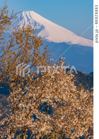 （静岡県）山桜咲く、葛城山から望む富士山　夜明け 86928883