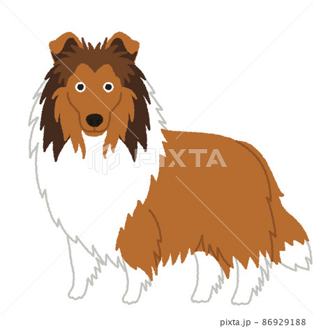 コリーの犬イラスト コリーの犬イラスト 86929188