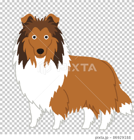 コリーの犬イラスト コリーの犬イラスト 86929188