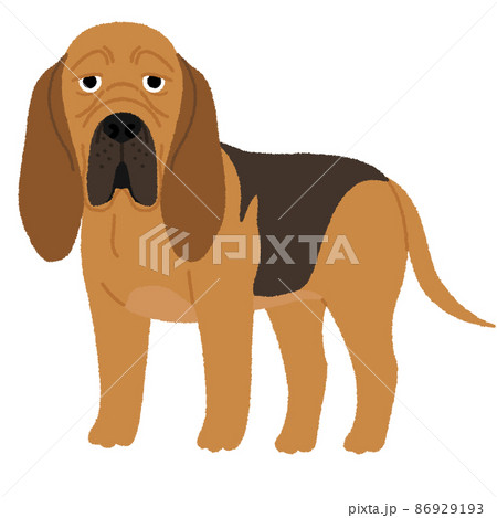 Dog Breeds Set Giant And Large Size Stock Illustration - Download Image Now  - Dog, Scale, Bloodhound - iStock