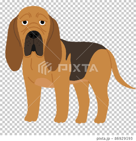 bloodhound dog clipart transparent