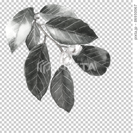 Camellia buds with branches and leaves Monotone [ink painting style watercolor] White background Transparent background Copy space available 86930067