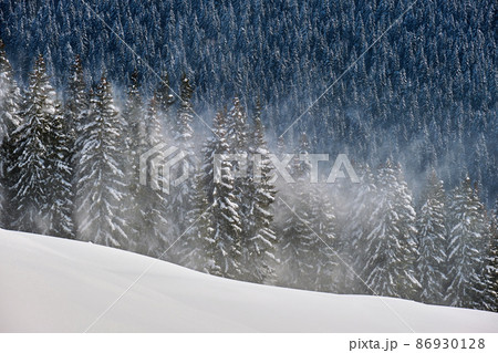 Tall evergreen pine trees during heavy snowfall in winter mountain forest on cold bright day. Tall evergreen pine trees during heavy snowfall in winter mountain forest on cold bright day. 86930128