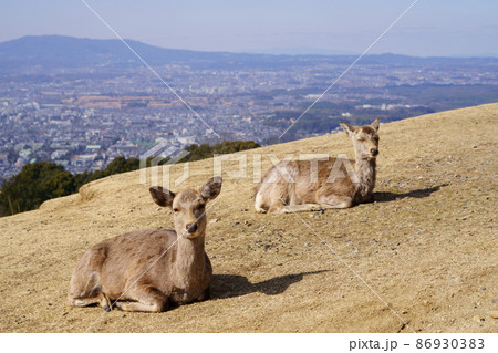 山上の日向ぼっこ 86930383