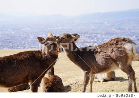 冬・若草山山上の鹿 86930387