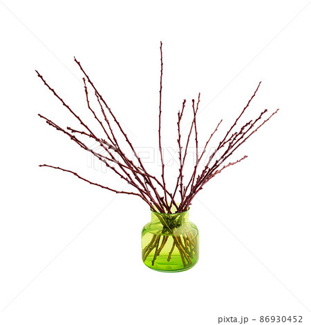 Bare branches of an apricot tree in a vase isolated 86930452