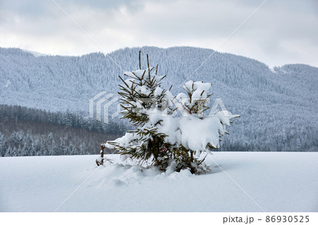 Pine trees covered with fresh fallen snow in winter mountain forest on cold bright day. Pine trees covered with fresh fallen snow in winter mountain forest on cold bright day. 86930525