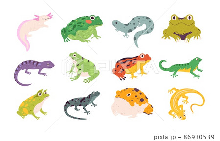 Tropical colorful decorative amphibian frogs, lizards and toads. Terrarium reptile animals, salamander, axolotl and newt. Frog vector set Tropical colorful decorative amphibian frogs, lizards and toads. Terrarium reptile animals, salamander, axolotl and newt. Frog vector set 86930539