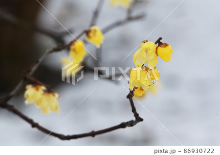 蝋梅 蝋梅 86930722