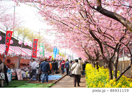 観光客で賑わう桜まつり 神奈川県三浦市 観光客で賑わう桜まつり 神奈川県三浦市 86931159