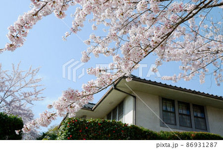 春の日吉馬場　満開の桜 86931287