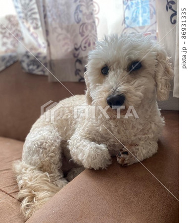 社長なマルプー 86931335