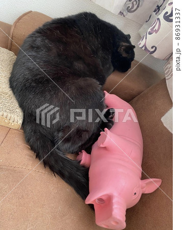 黒猫と豚さん 86931337