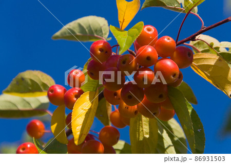 Ripe red small Ranetka apples grow on a branch. 86931503