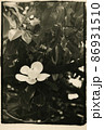 Monochrome photography of a magnolia flower on a branch. 86931510