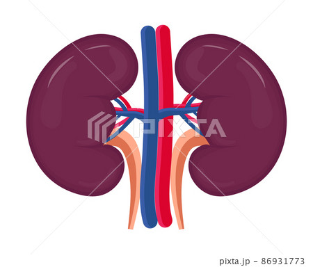 Kidneys for medical icon vector. Cartoon internal organ concept of pyelonephritis, nephroptotic, renal failure is shown. 86931773