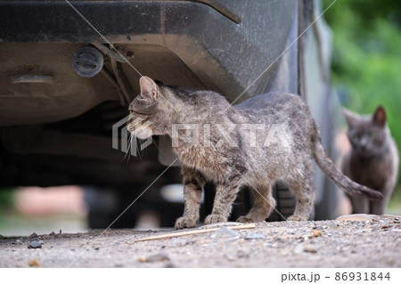 Big gray stray cat resting under parked car on steet outdoors in summer 86931844