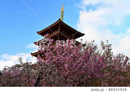 春の成相寺 春の成相寺 86932026