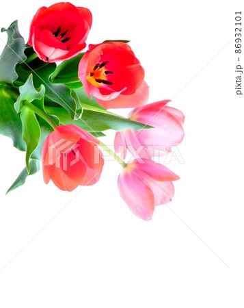 チューリップの花 チューリップの花 86932101
