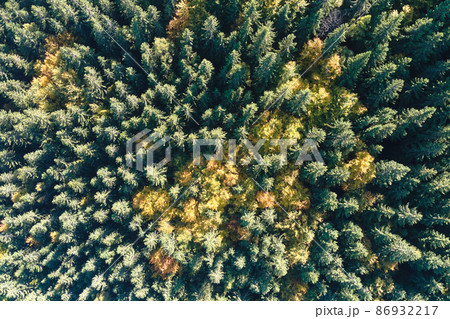 Aerial view of dark mixed pine and lush forest with green and yellow trees canopies in autumn mountain woods Aerial view of dark mixed pine and lush forest with green and yellow trees canopies in autumn mountain woods 86932217