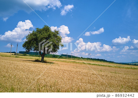 Aerial landscape view of one green tree growing between cultivated yellow agricultural fields with ripening crops on bright summer day Aerial landscape view of one green tree growing between cultivated yellow agricultural fields with ripening crops on bright summer day 86932442