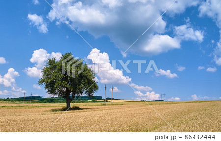 Aerial landscape view of one green tree growing between cultivated yellow agricultural fields with ripening crops on bright summer day Aerial landscape view of one green tree growing between cultivated yellow agricultural fields with ripening crops on bright summer day 86932444