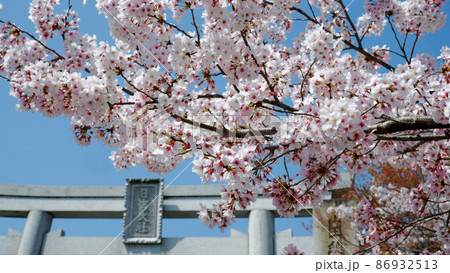 日吉大社　二ノ鳥居の桜 86932513