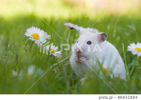 white hamster white hamster 86932884