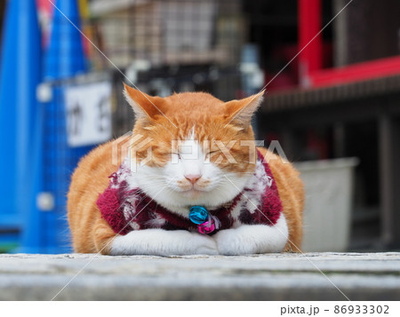 伊香保温泉 石段街の猫 伊香保温泉 石段街の猫 86933302
