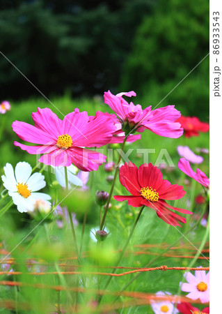 ピンク系のコスモスがたくさん咲いている様子　日本　アジア 86933543