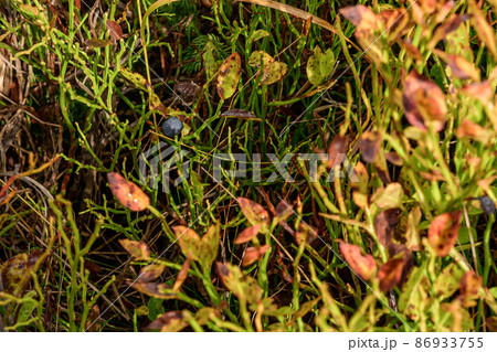 Bush of black berries in the meadow, black berries in the mountains in autumn season. Bush of black berries in the meadow, black berries in the mountains in autumn season. 86933755