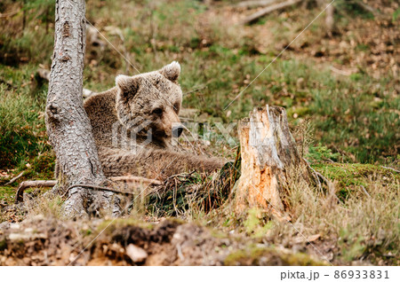 A predatory bear that goes into hibernation, early spring and brown bears. 86933831