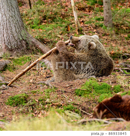 A big and formidable bear plays with a stick, a spring rest for a bear, a forest dweller. 86933845