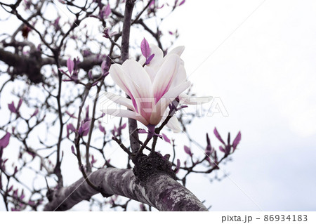 Tulip-Magnolia, Magnolia x soulangeana Lennei, during flowering. Spring Tulip-Magnolia, Magnolia x soulangeana Lennei, during flowering. Spring 86934183