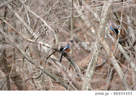 浅間山　追分宿から登る、石尊山ハイキング道　途中で見た鳥　2016年4月 86934305