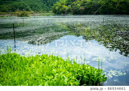 京都市北区上賀茂の新緑の深泥池を撮影 京都市北区上賀茂の新緑の深泥池を撮影 86934661