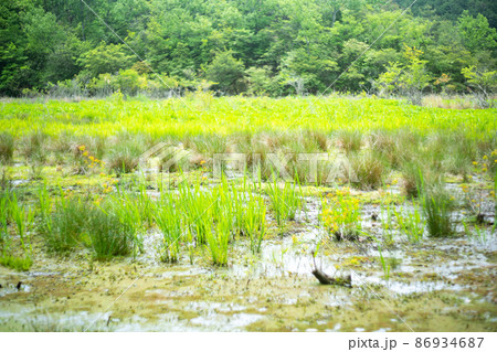 京都市北区上賀茂の新緑の深泥池を撮影 86934687