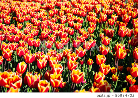 red tulip flower field with colorful spring background red tulip flower field with colorful spring background 86934702