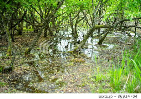 京都市北区上賀茂の新緑の深泥池を撮影 86934704
